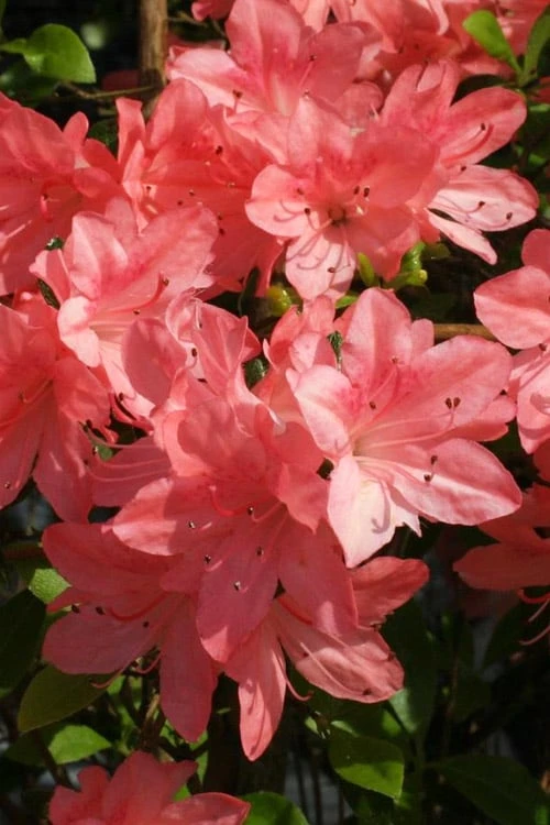 Blaauw's Pink Azalea - 3 Gallon Pot 4 Blaauw's Pink Azalea - 3 Gallon Pot - Image 4