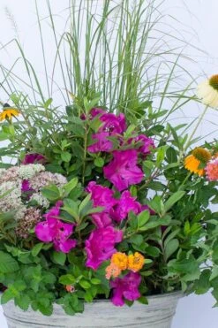 Echo Bloom 'N Again Azalea - 2 Gallon Pot -Cheap US Topiary Plant Store azalea bloom n again augusta echo 4