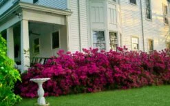 Echo Bloom 'N Again Azalea - 2 Gallon Pot -Cheap US Topiary Plant Store azalea bloom n again augusta echo 5