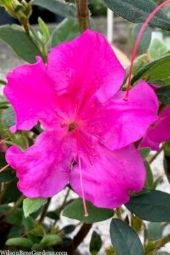 Echo Bloom 'N Again Azalea - 2 Gallon Pot -Cheap US Topiary Plant Store azalea bloom n again augusta echo 7