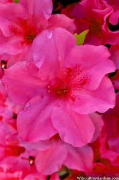 Pink Explosion Bloom 'N Again Azalea - 2 Gallon Pot -Cheap US Topiary Plant Store azalea bloom n again pink explosion 12