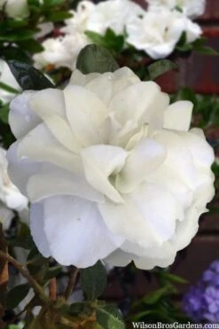 Snowball Bloom 'N Again Azalea - 2 Gallon Pot -Cheap US Topiary Plant Store azalea bloom n again snowball 13