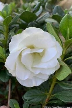 Snowball Bloom 'N Again Azalea - 2 Gallon Pot -Cheap US Topiary Plant Store azalea bloom n again snowball 14