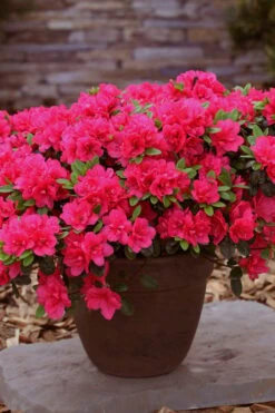 Canzonetta Azalea - 1 Gallon Pot -Cheap US Topiary Plant Store azalea canzonetta 3