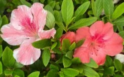 Lady Cavendish Azalea - 1 Gallon Pot 9 Lady Cavendish Azalea - 1 Gallon Pot -Cheap US Topiary Plant Store azalea cavendish 2