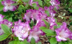 Fawn Azalea - 2 Gallon Pot -Cheap US Topiary Plant Store azalea fawn 7