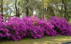 Formosa Southern Indica Azalea - 7 Gallon Pot -Cheap US Topiary Plant Store azalea formosa hedge