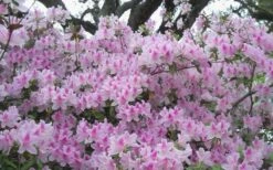 George L. Taber Southern Indica Azalea - 7 Gallon Pot -Cheap US Topiary Plant Store azalea george taber 10