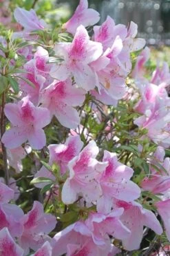 George L. Taber Southern Indica Azalea - 7 Gallon Pot -Cheap US Topiary Plant Store azalea george taber 11