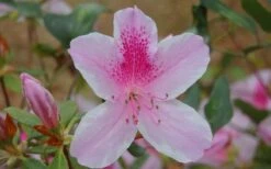 George L. Taber Southern Indica Azalea - 7 Gallon Pot -Cheap US Topiary Plant Store azalea george taber 13