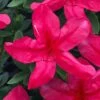 Gloria Deep Pink Sawada Azalea - 1 Gallon Pot