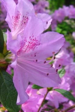 Gulf Pride Fragrant Southern Indica Azalea - 1 Gallon Pot 9 Gulf Pride Fragrant Southern Indica Azalea - 1 Gallon Pot -Cheap US Topiary Plant Store azalea gulf pride 2