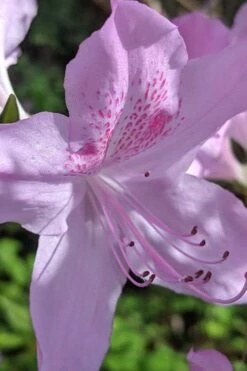 Gulf Pride Fragrant Southern Indica Azalea - 1 Gallon Pot 10 Gulf Pride Fragrant Southern Indica Azalea - 1 Gallon Pot -Cheap US Topiary Plant Store azalea gulf pride 5