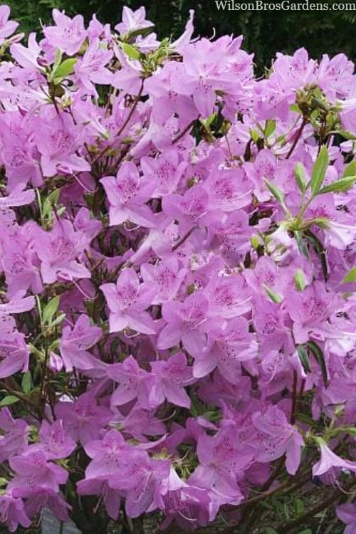 Gulf Pride Fragrant Southern Indica Azalea - 1 Gallon Pot 1 Gulf Pride Fragrant Southern Indica Azalea - 1 Gallon Pot