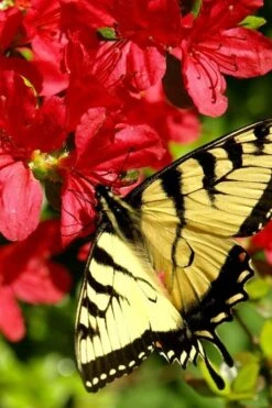 Midnight Flare Azalea - 3 Gallon Pot -Cheap US Topiary Plant Store azalea midnight flare 20