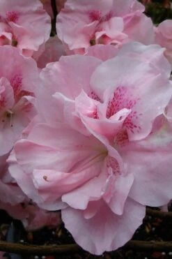 Nancy Of Robin Hill Azalea - 3 Gallon Pot 8 Nancy Of Robin Hill Azalea - 3 Gallon Pot -Cheap US Topiary Plant Store azalea nancy at robin hill 1