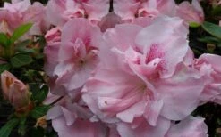 Nancy Of Robin Hill Azalea - 3 Gallon Pot 9 Nancy Of Robin Hill Azalea - 3 Gallon Pot -Cheap US Topiary Plant Store azalea nancy of robin hill 3