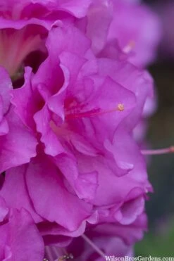 Perfecto Mundo Double Purple Reblooming Azalea - 2 Gallon Pot -Cheap US Topiary Plant Store azalea perfecto mondo double20purple 1 2
