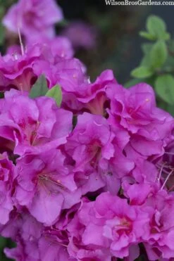 Perfecto Mundo Double Purple Reblooming Azalea - 1 Gallon Pot -Cheap US Topiary Plant Store azalea perfecto mondo double20purple 3 1