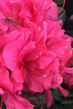 Perfecto Mundo Double Dark Pink Reblooming Azalea - 2 Gallon Pot -Cheap US Topiary Plant Store azalea perfecto mundo double dark pink 1