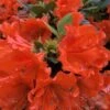 Perfecto Mundo Orange Azalea - 3 Gallon Pot