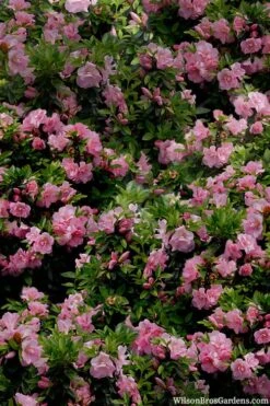 Perfecto Mundo Double Pink Reblooming Azalea - 2 Gallon Pot -Cheap US Topiary Plant Store azalea perfecto mundo double pink 1