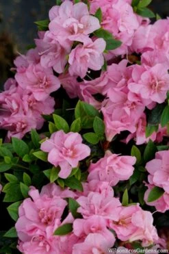 Perfecto Mundo Double Pink Reblooming Azalea - 2 Gallon Pot -Cheap US Topiary Plant Store azalea perfecto mundo double pink 2