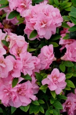 Perfecto Mundo Double Pink Reblooming Azalea - 2 Gallon Pot -Cheap US Topiary Plant Store azalea perfecto mundo double pink 4