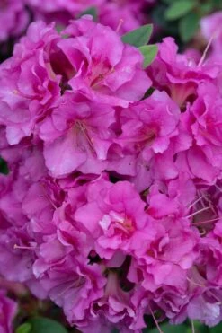 Perfecto Mundo Double Purple Reblooming Azalea - 1 Gallon Pot -Cheap US Topiary Plant Store azalea perfecto mundo double purple 500x750 2