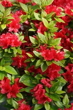 Perfecto Mundo Red Reblooming Azalea - 3 Pack Of Quart Pots -Cheap US Topiary Plant Store azalea perfecto mundo red 2