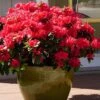 Perfecto Mundo Red Reblooming Azalea - 1 Gallon Pot