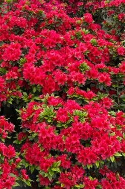 Perfecto Mundo Red Reblooming Azalea - 1 Gallon Pot -Cheap US Topiary Plant Store azalea perfecto mundo red 5 1