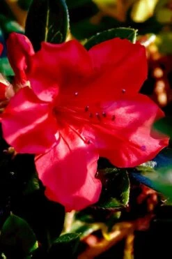 Perfecto Mundo Red Reblooming Azalea - 1 Gallon Pot -Cheap US Topiary Plant Store azalea perfecto mundo red 6 1