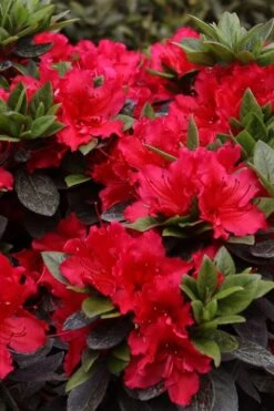 Perfecto Mundo Red Reblooming Azalea - 1 Gallon Pot -Cheap US Topiary Plant Store azalea perfecto mundo red 8 1