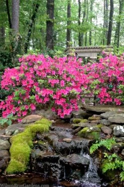 Pink Formosa Azalea - 3 Gallon Pot -Cheap US Topiary Plant Store azalea pink formosa 2 1