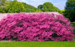 Pink Formosa Azalea - 1 Gallon Pot -Cheap US Topiary Plant Store azalea pink formosa 4 2
