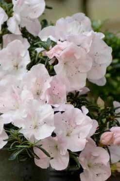 Tsuki No Shimo Satsuki Azalea - 3 Gallon Pot -Cheap US Topiary Plant Store azalea satsuki tsuki no shimo 100 1