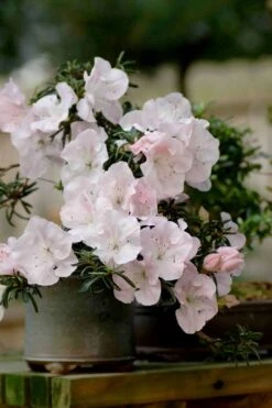 Tsuki No Shimo Satsuki Azalea - 1 Gallon Pot 21 Tsuki No Shimo Satsuki Azalea - 1 Gallon Pot -Cheap US Topiary Plant Store azalea satsuki tsuki no shimo 101