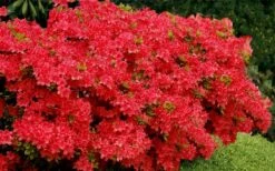 Stewartstonian Azalea - 1 Gallon Pot -Cheap US Topiary Plant Store azalea stewartstonian 3