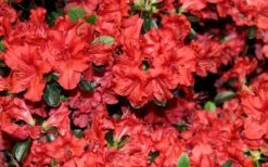 Stewartstonian Azalea - 1 Gallon Pot -Cheap US Topiary Plant Store azalea stewartstonian 4