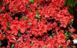 Stewartstonian Azalea - 1 Gallon Pot -Cheap US Topiary Plant Store azalea stewartstonian 6