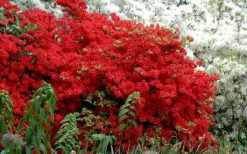 Stewartstonian Azalea - 1 Gallon Pot -Cheap US Topiary Plant Store azalea stewartstonian 7