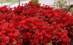Stewartstonian Azalea - 1 Gallon Pot -Cheap US Topiary Plant Store azalea stewartstonian 8