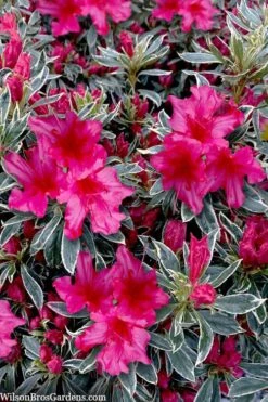 The Robe Azalea - 3 Gallon Pot -Cheap US Topiary Plant Store azalea the robe 3