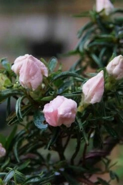 Tsuki No Shimo Satsuki Azalea - 1 Gallon Pot 20 Tsuki No Shimo Satsuki Azalea - 1 Gallon Pot -Cheap US Topiary Plant Store azalea tsuki no shimo 2