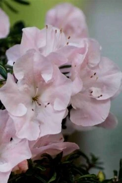 Tsuki No Shimo Satsuki Azalea - 1 Gallon Pot 14 Tsuki No Shimo Satsuki Azalea - 1 Gallon Pot -Cheap US Topiary Plant Store azalea tsuki no shimo 3