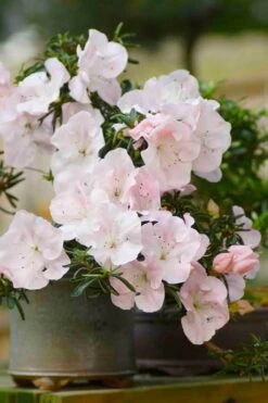 Tsuki No Shimo Satsuki Azalea - 3 Gallon Pot -Cheap US Topiary Plant Store azalea tsuki no shimo 6 1