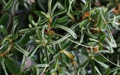 Tsuki No Shimo Satsuki Azalea - 3 Gallon Pot -Cheap US Topiary Plant Store azalea tsuki no shimo 7 1