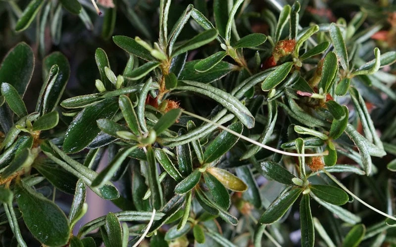 Tsuki No Shimo Satsuki Azalea - 1 Gallon Pot 5 Tsuki No Shimo Satsuki Azalea - 1 Gallon Pot - Image 5