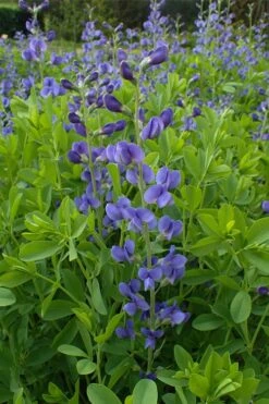 Blue False Indigo (Baptisia Australis) - 5 Pack Of Quart Pots -Cheap US Topiary Plant Store baptisia australis blue false indigo 11